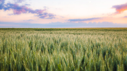 Many ears of wheat from a field