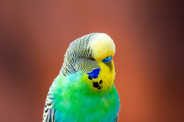 Budgerigar bird (latin name Melopsittacus undulatus). Multiple colored bird is famous pet.