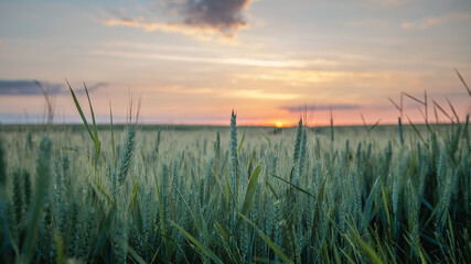 ears of wheat whith sunset in background