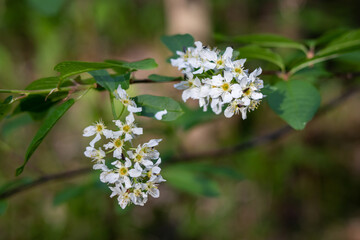 bird cherry branch close-up