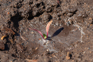young beet shoots in a hole with water