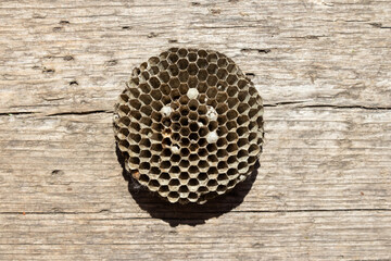 dry old wasp's nest close-up