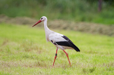 A Stork with a ring on its leg walks through a freshly mown meadow