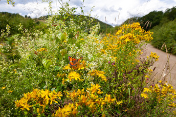 Sommerblumen am Wegesrand mit Schmetterling