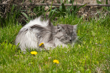 Türkische Angora Katze mit silbernen Fell liegt im Garten auf der Wiese und relaxt