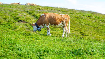 アルプスの草原で草を食べる牛