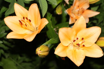 Bright orange lilies bloom on a summer evening in the garden