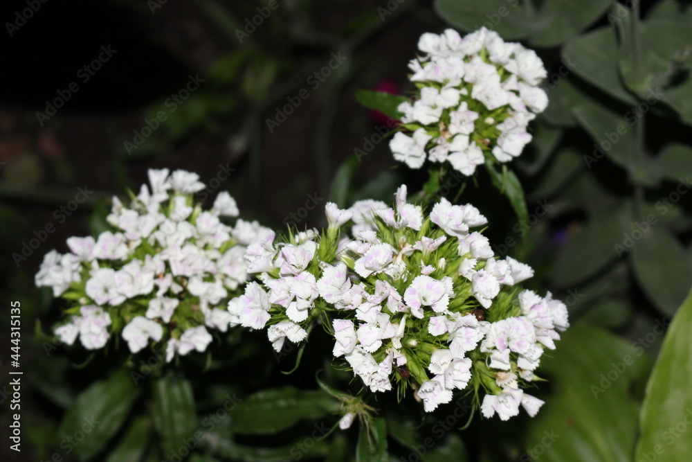 Wall mural Bright  white flowers  bloom on a summer evening in the garden