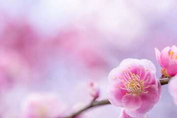 Obraz na płótnie Canvas close up of pink flowers