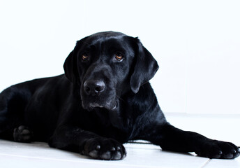 Lazy black labrador dog lying on floor and looking at camera