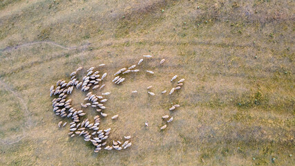 Aerial view over a flock of sheep on a farm. Close up view of a flock of sheep on a pasture. Large...