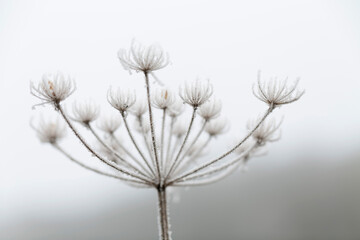 frost on various plants or leaves