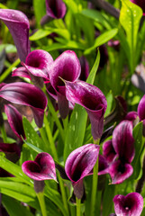 Beautiful Purple Cali Lily