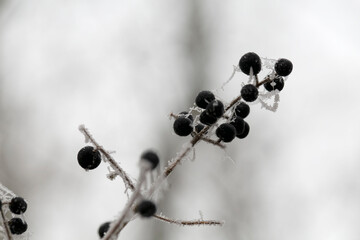 Fototapeta na wymiar frost on various plants or leaves