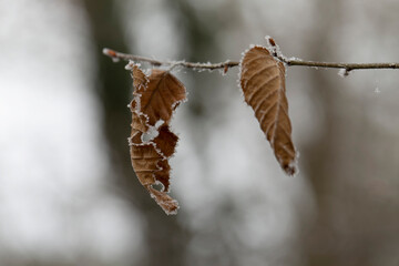 frost on various plants or leaves