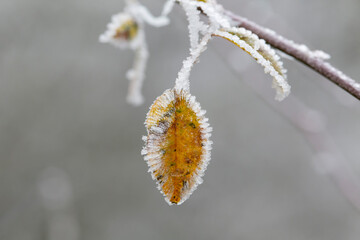 frost on various plants or leaves