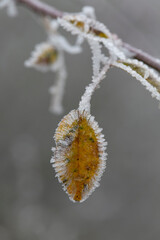frost on various plants or leaves
