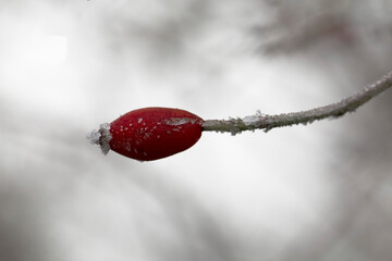 frost on various plants or leaves