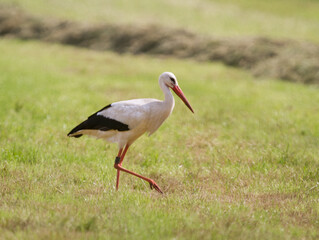 A Stork with a ring on its leg walks through a freshly mown meadow