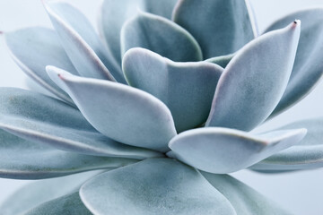 Obraz premium Blue succulent with thick funny leaves, close-up. Echeveria Lilacina plant