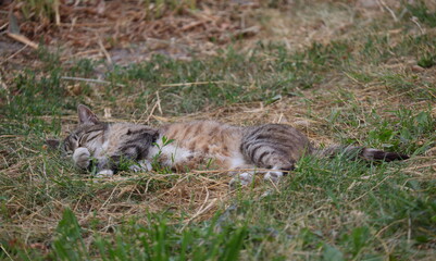 A red-gray striped cat with its tail thrown back sleeps in the green-yellow grass