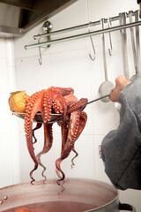 pulpo