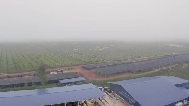 Malaysia, June 07, 2020 : Aerial view of durian farm during early morning. Foging. 4k footage