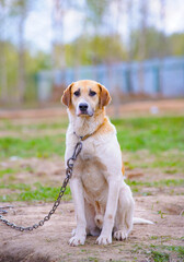 Cute sad dog on a metallic leash