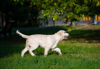 Cute golden retriever puppy walking on a leash