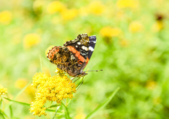 A sideview of a Red Admiral butterfly (Vanessa atalanta) feeding on the nectar of  yellow flowers....