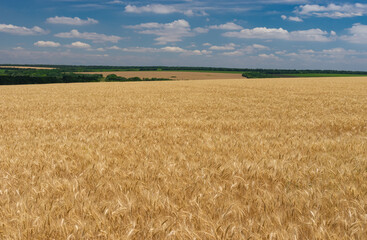 June landscape with ripe wheat fields near Dnipro city in central Ukraine