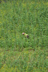 farmer