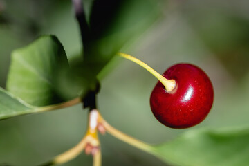 A single red ripe cherry hanging on a branch of a cherry tree