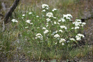 flowers in the grass