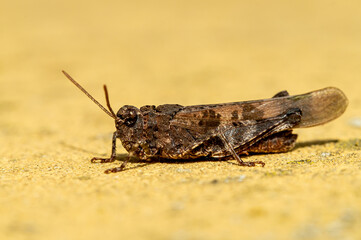 Common brown grasshopper (Chorthippus brunneus). Male Field Grasshopper sunbathing on sandstone in sunshine