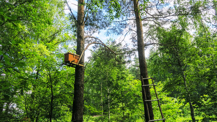 Fototapeta premium Bee hives with honey high on the trees in the forest.