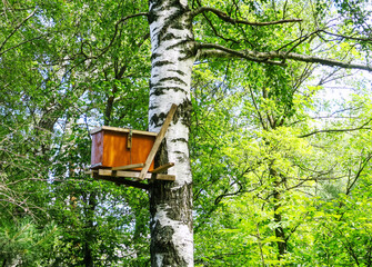 Bee hives with honey high on the trees in the forest.
