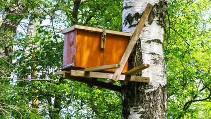 Bee hives with honey high on the trees in the forest.