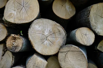 Foto auf Leinwand Boomstammen tree trunks © Holland-PhotostockNL