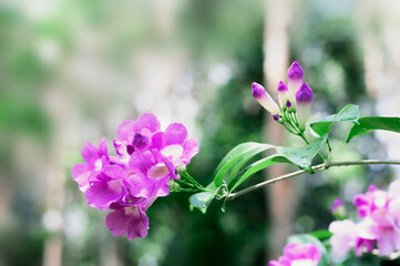Fototapeta premium A bouquet of Mansoa alliacea flower stalks that bloom beautifully in the sun.