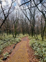 Fototapeta premium path in the woods