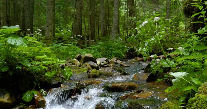 Mountain stream with crystal clear water in the forest