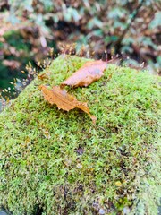 moss and leaf
