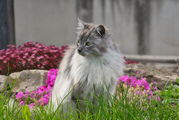 Graue Türkische Angora Katze, Kater sitzt im Garten am Blumenbeet und genießt das Leben