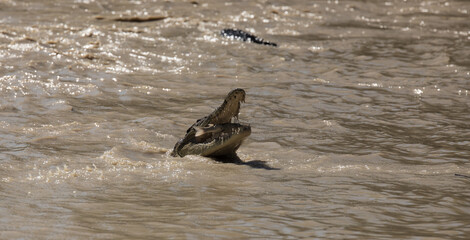 Caiman comiendose un pez en un rio de australia