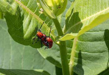 Milkweed beetle on milkweed pland