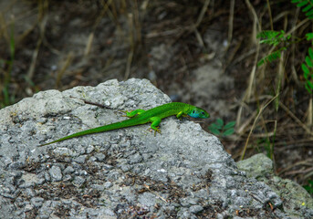 Bright green lizard with long tail sitting on the stone in a forest. Reptile crawling on the cliff.