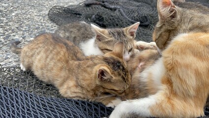 子猫, 子猫, 動物, お気に入りの, かわいい, 家庭の, 猫科の, 毛皮, お気に入りの, 子猫, タビー, 動物, 哺乳動物, ポートレート, 赤, 愛らしい, 目, 白, 美しい, スリープ, 小さい, 若い, うそ, ふわふわした, 見る