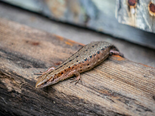 A small lizard with a tail basks in the sun in the summer sitting on wooden boards in the park