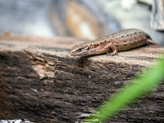 A small lizard with a tail basks in the sun in the summer sitting on wooden boards in the park